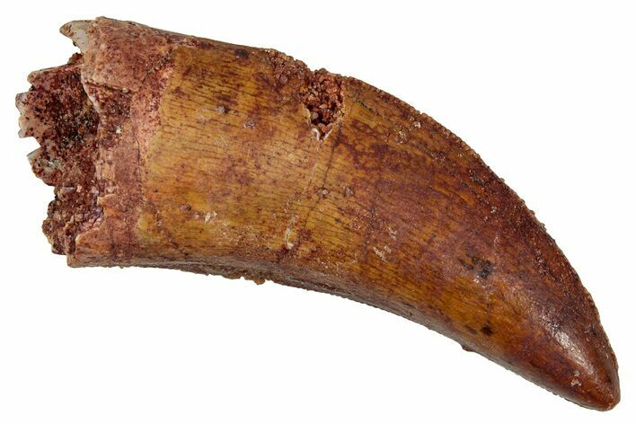 Bargain, Carcharodontosaurus Tooth - Real Dinosaur Tooth #341122